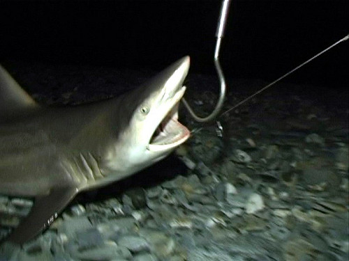 鯊魚出沒！澳州當局透過Twitter發警告