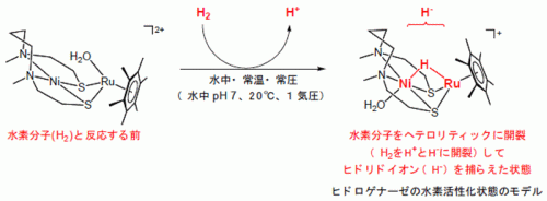 氫氣分解發電第一步！解開氫酶作用過程