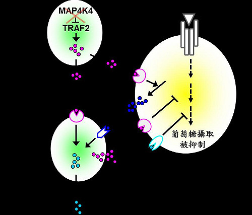 正常飲食也會得糖尿病？ 國衛院找到成因