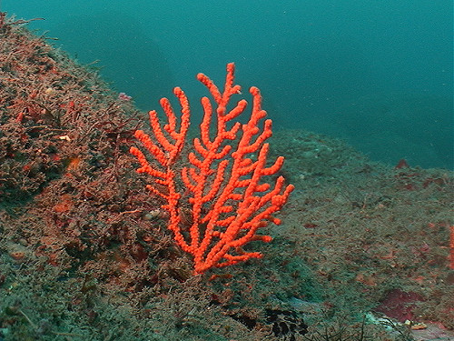 罕見遷往高緯度  日活珊瑚覆蓋率逾60%