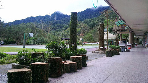 20校樹遭腰斬  官員：校長應上環境課