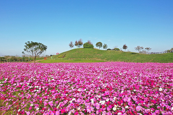 拍照打卡新景點 后里環保公園花海繽紛綻放 旅遊 新頭殼newtalk
