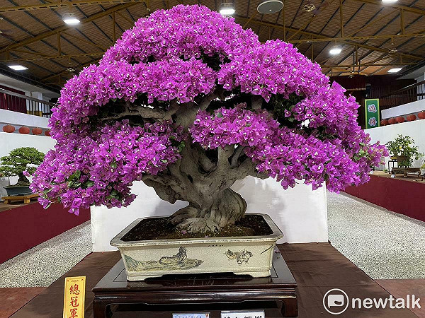 花台 敷台 台座 盆栽台 天然木 台灣花菓盆栽展覽即將盛大登場推動精緻農業與藝術生活新風貌| 生活