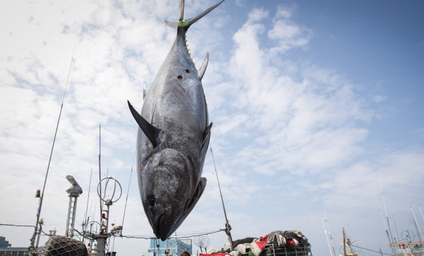 2019屏東黑鮪魚文化觀光季第一鮪確認4 20由潘孟安拍賣 美食 新頭殼newtalk