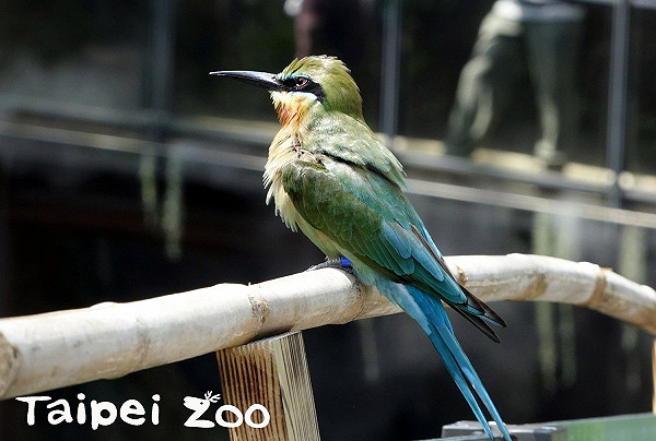 賞鳥迷必追 快來木柵動物園夏日精靈 栗喉蜂虎 生活 新頭殼newtalk