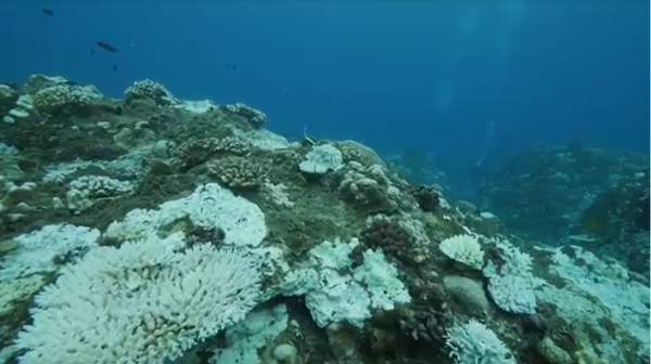 美國海洋暨大氣總署示警 台灣正面臨年來最大規模珊瑚白化危機 環保 新頭殼newtalk