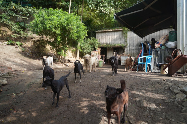 新北愛心大平台善用物資有效協助23民間動物收容所照護犬貓 社會 新頭殼newtalk