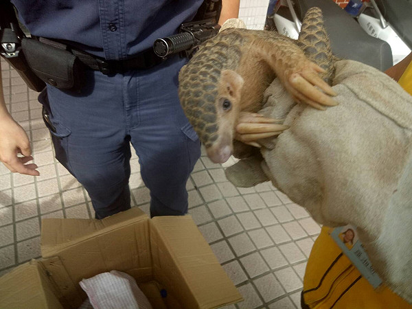 穿山甲欸 橫山員警家戶訪查意外拾獲可愛穿山甲1年內2度發現 社會 新頭殼newtalk