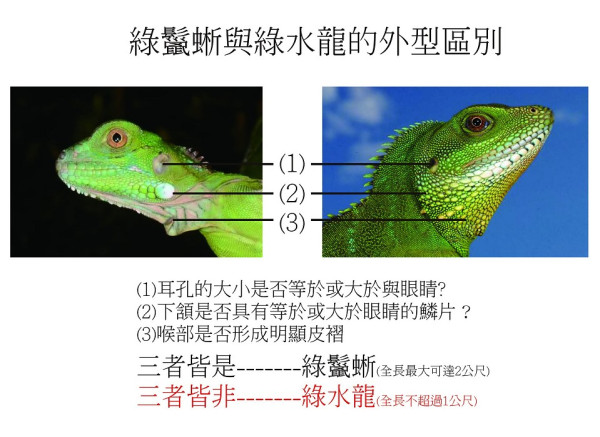 綠水龍危害生態新北進行清除工作 社會 新頭殼newtalk