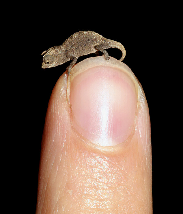 世界最小變色龍僅成人指尖大 生活 新頭殼newtalk