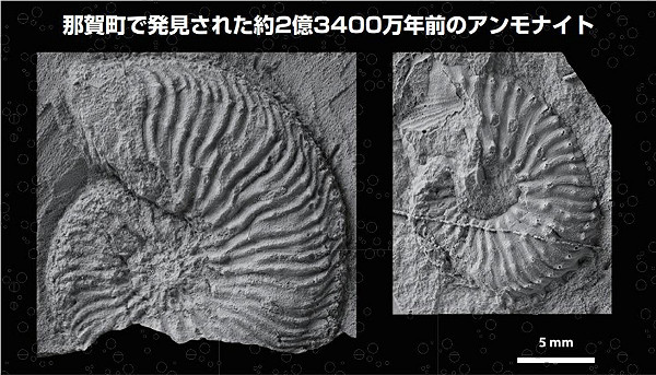 日首次確認德島2億年前的菊石種類| 科技| Newtalk新聞