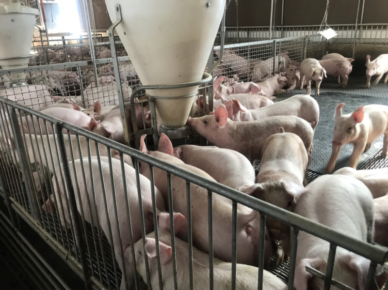 為防堵非洲豬瘟入侵台灣，農委會不排除公開未完成養豬場稽查的縣市名單。   圖：郭嘉育/提供
