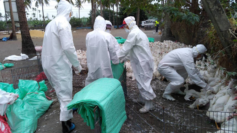 今（21）日在里港鄉一場肉鴨場檢測檢體確診H5N2亞型高病原性禽流感陽性，已撲殺現場6510隻鴨。   圖：屏東縣動物防疫所/提供