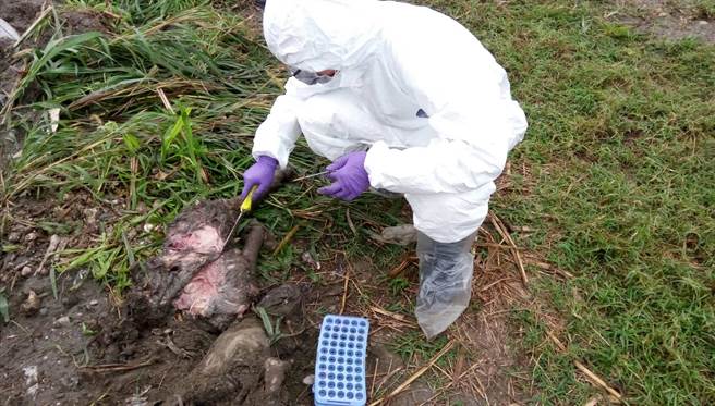 花蓮壽豐鄉豐坪村昨（1月31）日在附近溪床被發現4頭死豬，但業者已將屍體埋進土。   圖：花蓮動防所/提供