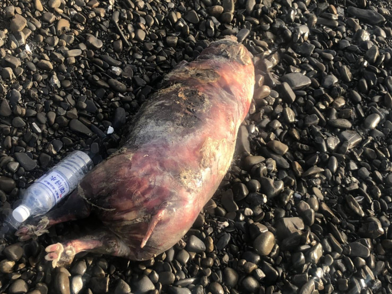 枋山鄉枋山路115號附近的海岸發現一隻的豬屍，經檢驗後已確定無感染非洲豬瘟。   圖：屏東縣動物防疫所/提供