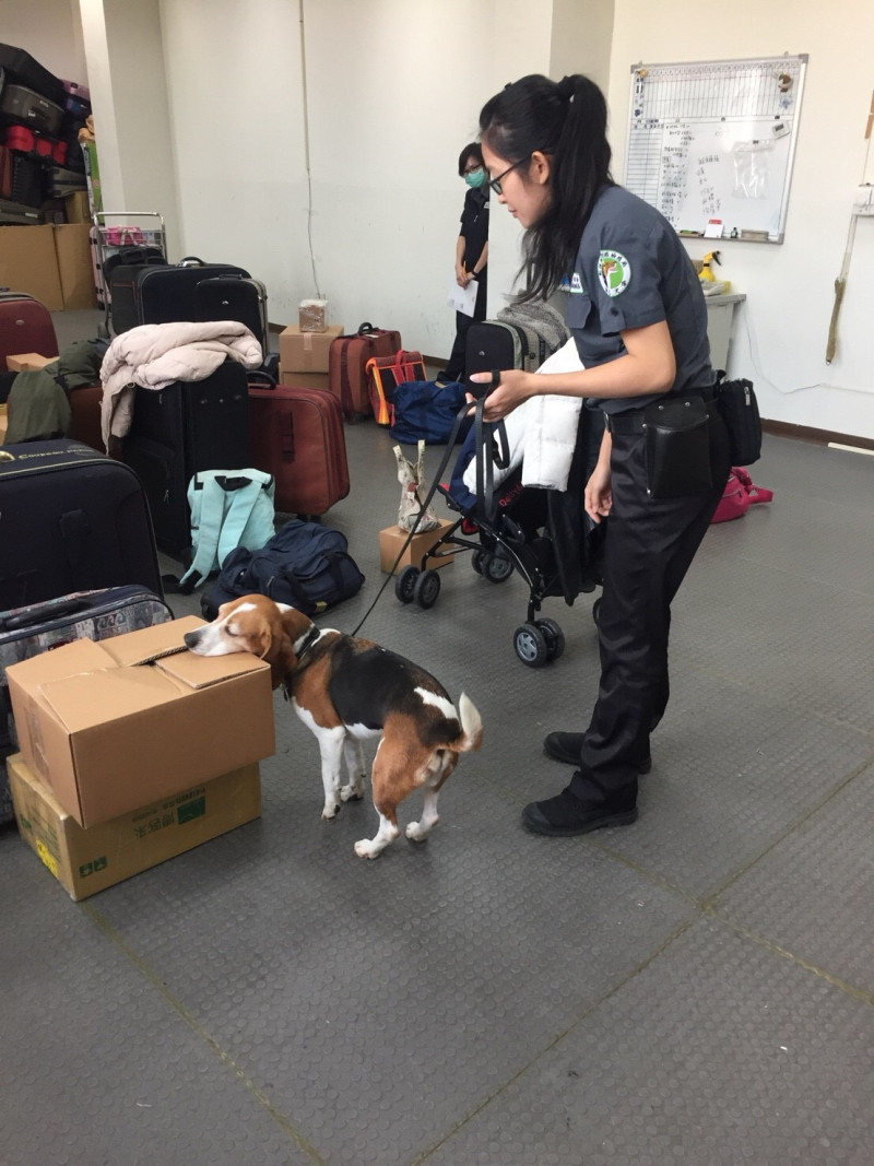 檢疫犬會利用嗅覺，聞出包裹內有無攜帶肉品或是水果。   圖：行政院農委會動植物防疫檢疫局/提供