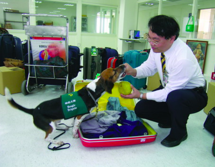 領犬員會在行李箱內放置水果,讓檢疫犬找出放有水果的行李箱。 圖:行政院農委會動植物防疫檢疫局/提供 領犬員會在行李箱內放置水果,讓檢疫犬找出放有水果的行李箱。 圖:行政院農委會動植物防疫檢疫局/提供