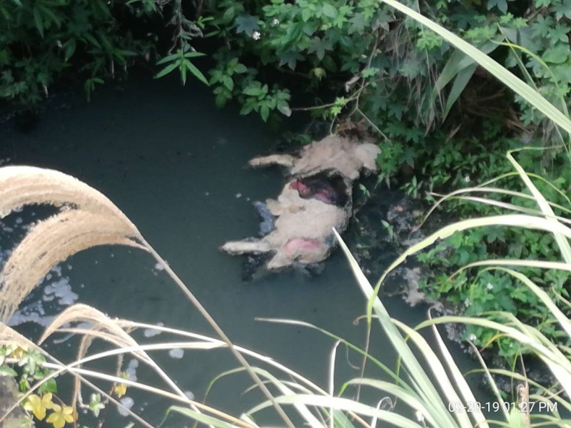 動保處20日接獲環保居通報排水溝有豬屍體漂浮。   圖：新北市農業局動物保護防疫處/提供