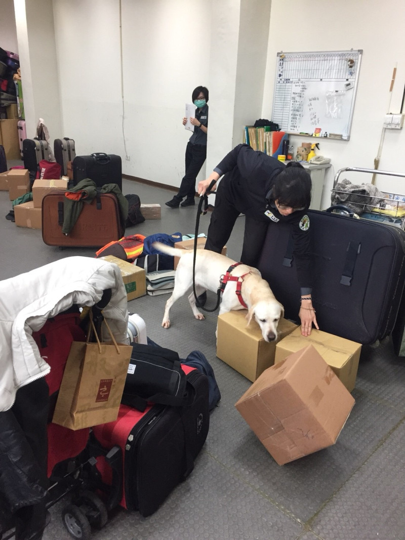 一開始會讓檢疫犬根據標的物做氣味訓練,在實習時讓檢疫犬找出帶有違禁品的紙箱。 圖:行政院農委會動植物防疫檢疫局/提供 一開始會讓檢疫犬根據標的物做氣味訓練,在實習時讓檢疫犬找出帶有違禁品的紙箱。 圖:行政院農委會動植物防疫檢疫局/提供