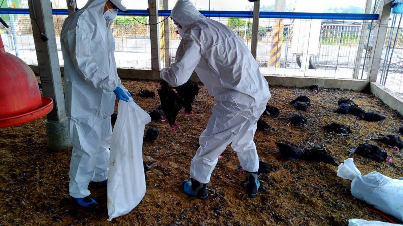 近日關渡自然公園發現土雞屍體，經檢驗確定感染H5N2禽流感病毒。圖非此事件圖片。   圖：屏東縣政府/提供 (資料照片)
