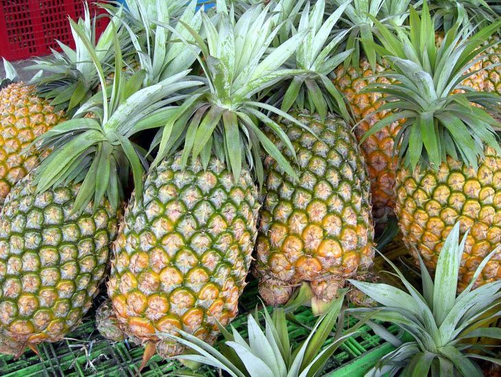 台灣的金鑽鳳梨，獨特風味，再加上產量高，是去年一整年外銷水果的第一名。   圖：取自行政院農委會台東農業改良場