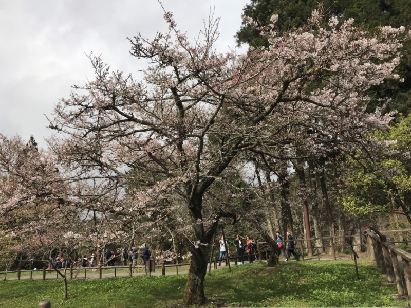 阿里山櫻花季將於週六登場，目前櫻王已經開出5成，預計3月10日（週日）將會全數盛開，是賞櫻的最佳日子   圖：林務局嘉義林區管理處/提供