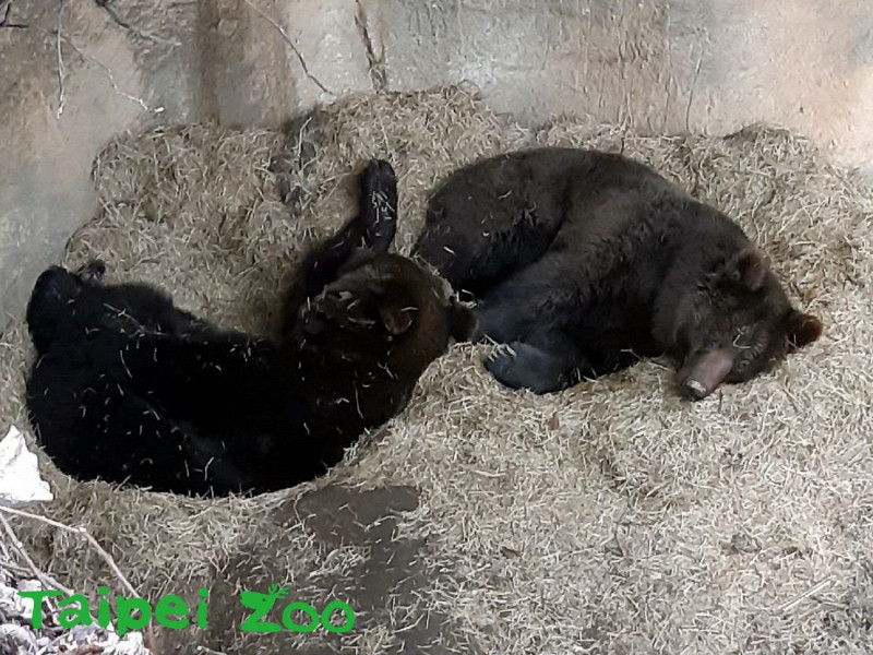 如果遇到氣溫下降，仔細觀察，或許可以看到乾草堆中，正呼呼大睡的兩團毛球（詹雅婷攝）   圖：台北市立動物園/提供