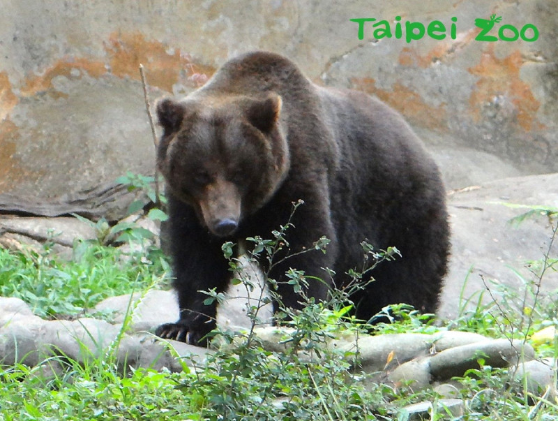 棕熊「大喬」   圖：台北市立動物園/提供