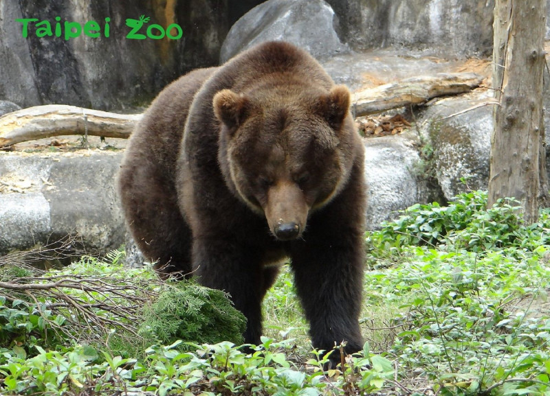 棕熊「小喬」   圖：台北市立動物園/提供