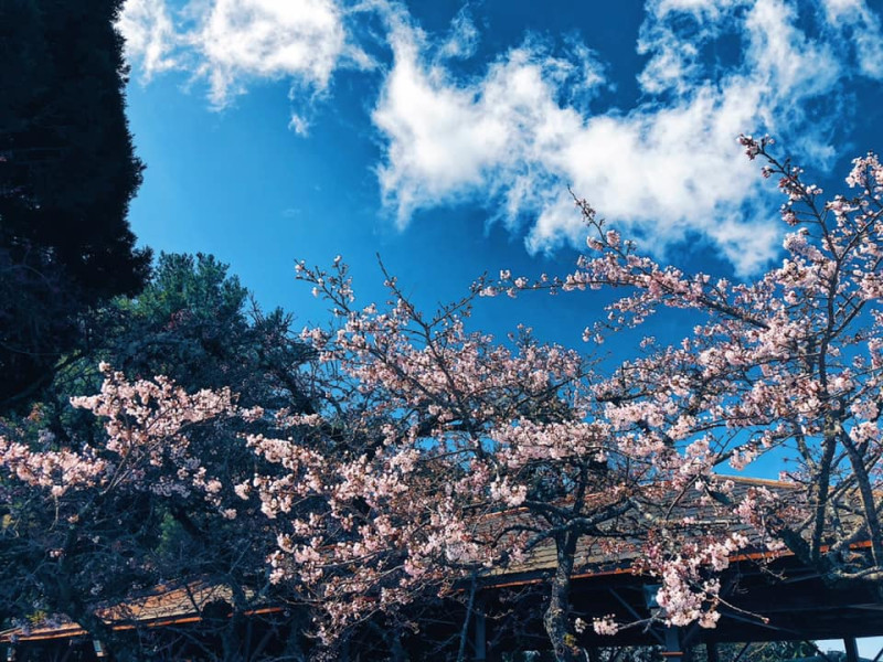 染井吉野櫻接近滿開，徐徐綻放的櫻花超漂亮。   圖：取自阿里山國家森林遊樂區粉絲專頁
