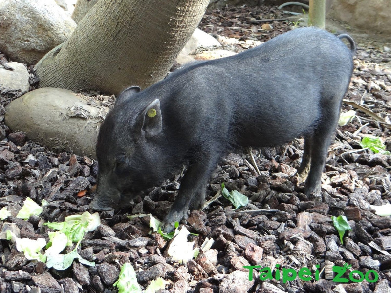 保育員每天為蘭嶼豬寶寶們準備蔬菜、番茄、飼料及根莖類植物等豐富多元的食物，牠們都會全部吃光光。   圖：台北市立動物園/提供