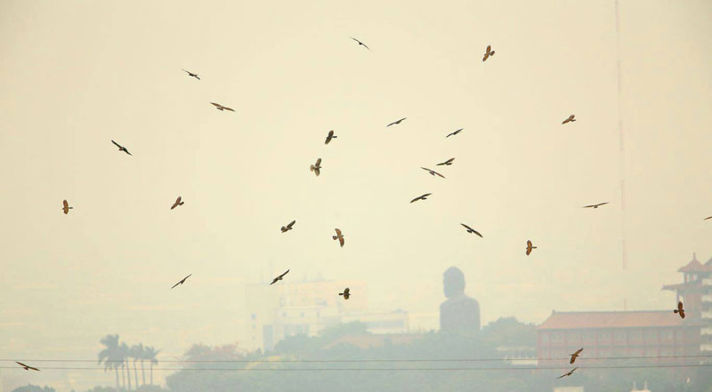大佛鵟鷹成群在天上飛翔的畫面十分壯觀（鍾上瑋攝影）   圖：交通部觀光局/提供