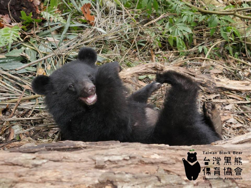 台灣黑熊是台灣保育類野生動物之一。