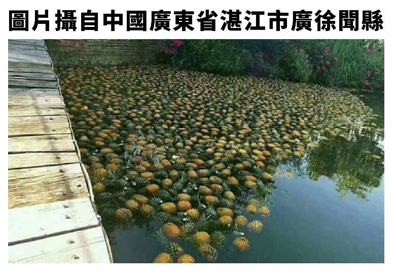 網路瘋傳鳳梨過剩傾倒河邊，農委會調查發現圖片來源是中國廣東。   圖：農委會/提供