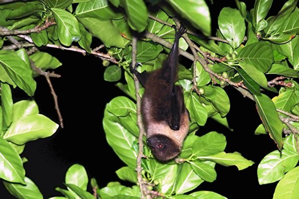台灣狐蝠是台灣特有亞種的大翼手亞目蝙蝠，是台灣體型最大的一種蝙蝠，翼展長近一公尺。   圖：林務局/提供