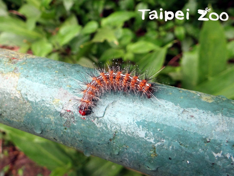 暗點燈蛾幼蟲身上的構造，是為了警告掠食者及保護自己而演化出的防禦機制   圖：台北市立動物園/提供