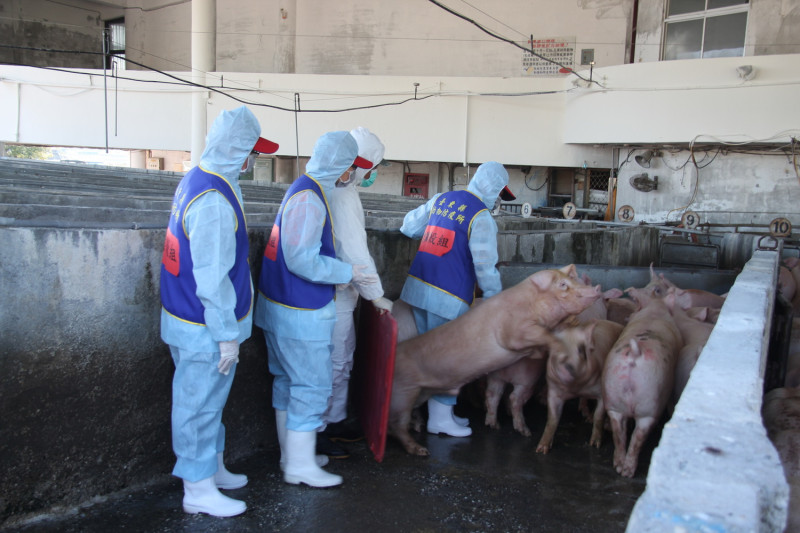 為防範非洲豬瘟，台東縣政府宣布自4月起，全面禁止廚餘養豬   圖：台東縣政府/提供