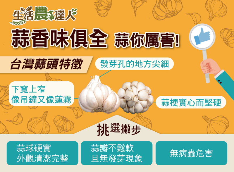農委會指出，台灣蒜頭的特徵就是發芽孔尖細、下寬上窄、蒜梗實心而堅硬   圖：取自行政院農業委員會粉絲專頁