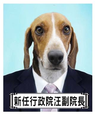 今天是愚人節，防檢局PO出防疫犬照片並加上註解「新任行政院汪副院長」   圖：取自農委會動植物防疫檢疫局粉絲專頁