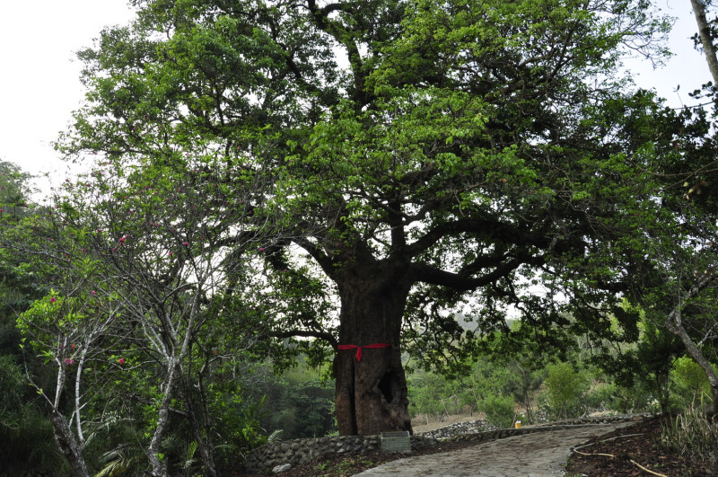 北港茄苳老樹推估樹齡應有300餘年，樹冠達300多平方公尺。　圖：蕭沛涵／攝