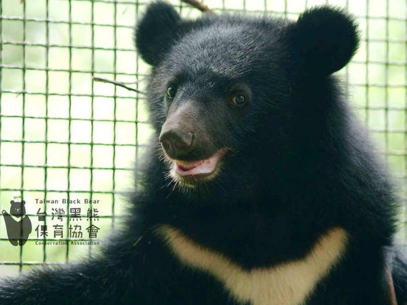 去年7月在花蓮南安瀑布附近被發現的落單小黑熊，經過9個月的照養，並完成野化訓練後，準備野放，卻遭到媒體的假新聞曝光地點。   圖：翻攝自台灣黑熊保育協會粉絲專頁