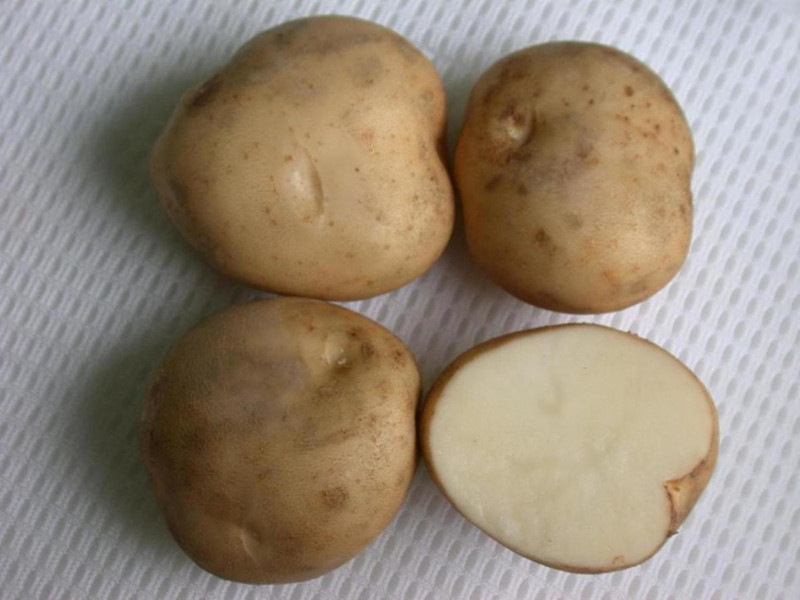馬鈴薯常見的烹調手法以油炸為主，使民眾產生食用馬鈴薯易胖的誤會。   圖：取自農委會兒童農業網