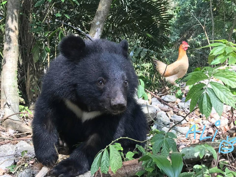 台灣黑熊小妹「南安小熊」在日前順利野放完成，黑熊媽媽也對小熊喊話「我會想妳，但絕對不想再見到妳」   圖：取自黃美秀臉書