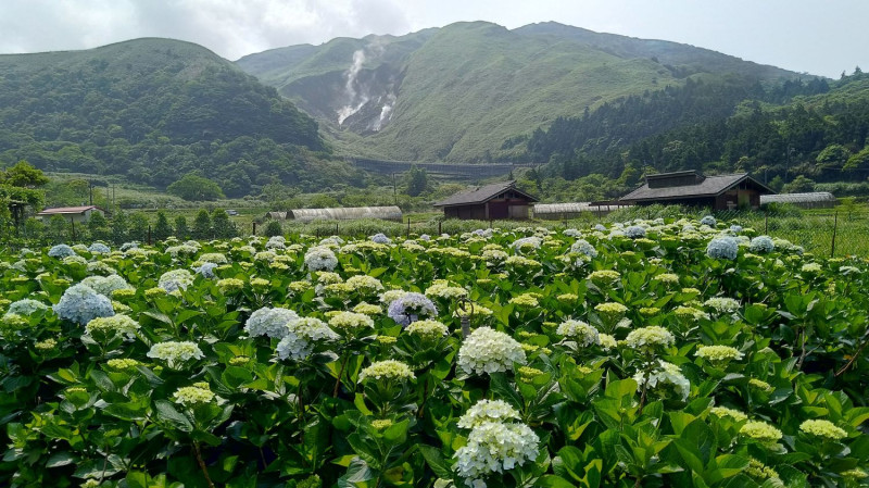 竹子湖種植的繡球花品種多樣、色彩豐富，目前白色與淺色繡球花已陸續綻放。   圖：台北市政府產業發展局農業發展科/提供