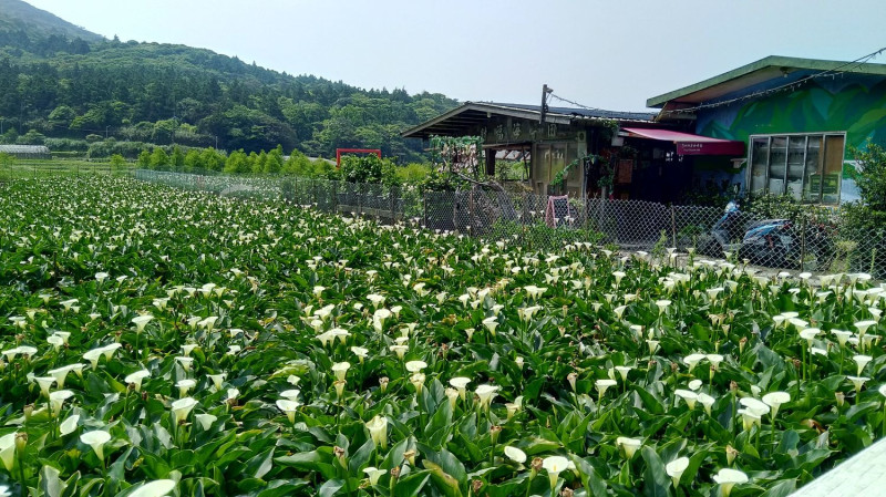 現在到陽明山還能見海芋花田美景，趕緊把握最後賞花機會   圖：台北市政府產業發展局/提供