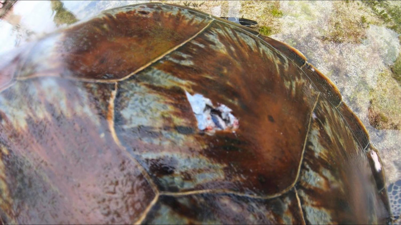 又傳虐龜，一名網友在臉書社團PO出一隻小海龜遭魚叉打穿孔的照片。   圖：取自小琉球聯盟臉書社團