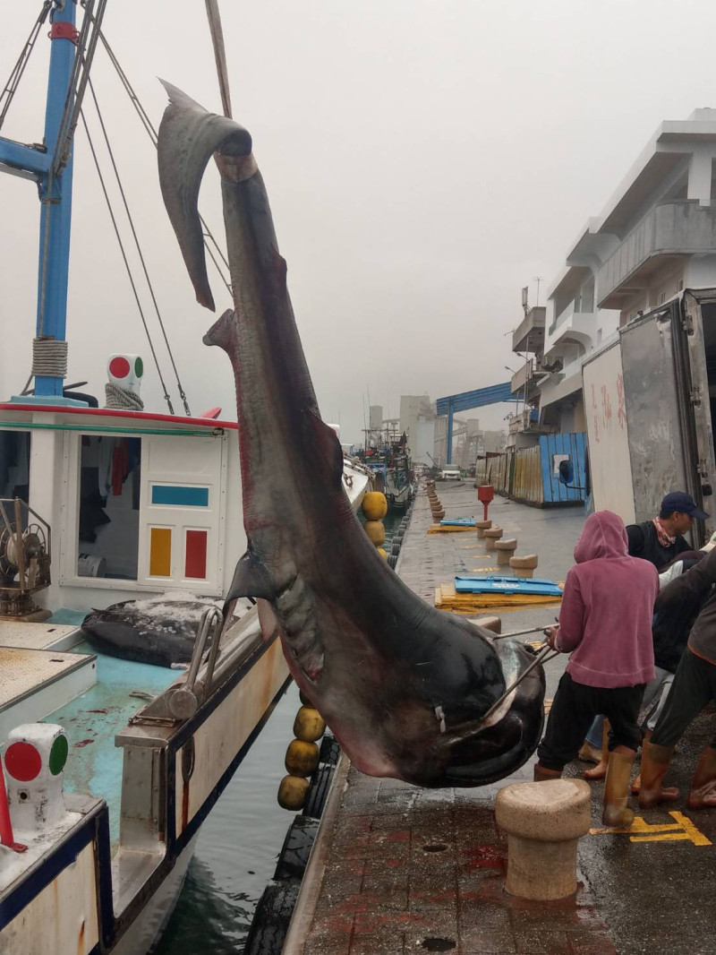 這隻巨口鯊體長3.5公尺，體重612公斤，不過捕獲時已經死亡。   圖：海洋委員會海巡署東部分署/提供