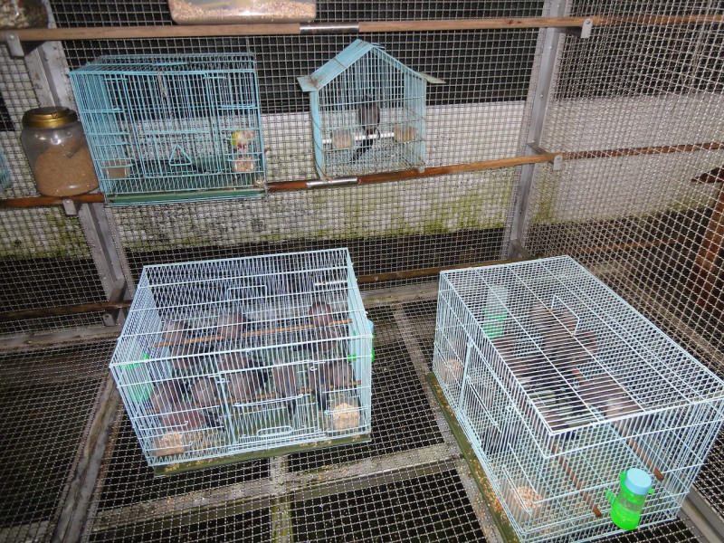 據內政部抽樣調查研究，台灣北、中、南三地的1百多家鳥店，就有約6成在販售各種「放生動物」   圖：台北市動保處/提供