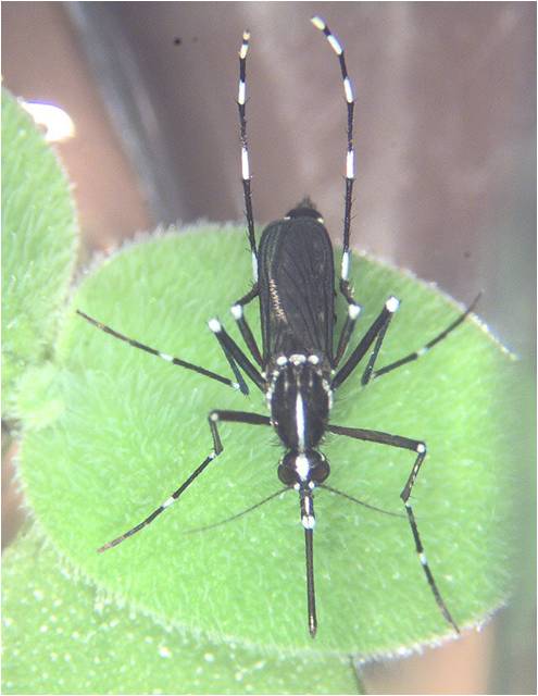 白線斑蚊是登革熱帶原體之一   圖：台東縣衛生局/提供