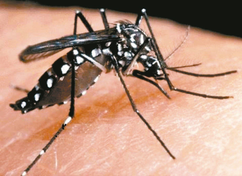 埃及斑蚊同時是登革熱及屈公病的病原體。（資料照）   圖：疾管署／提供